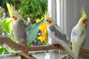 Jak nauczyć parrot corella?